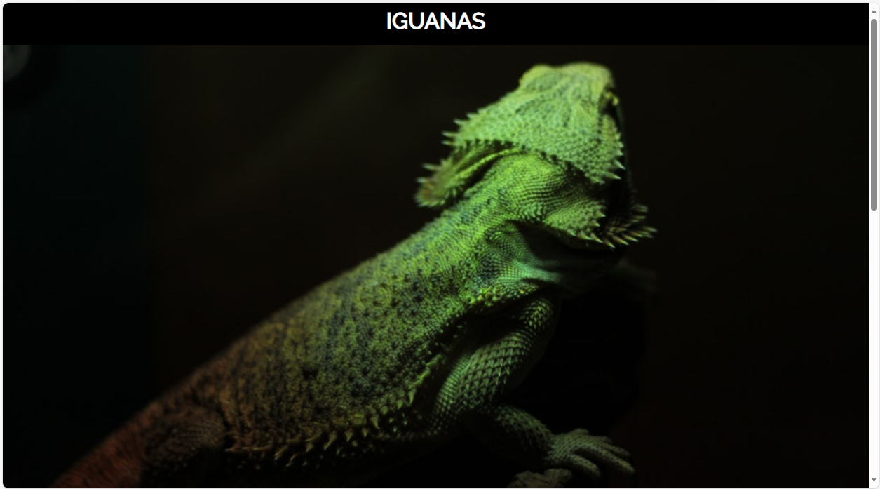 Iguana Page